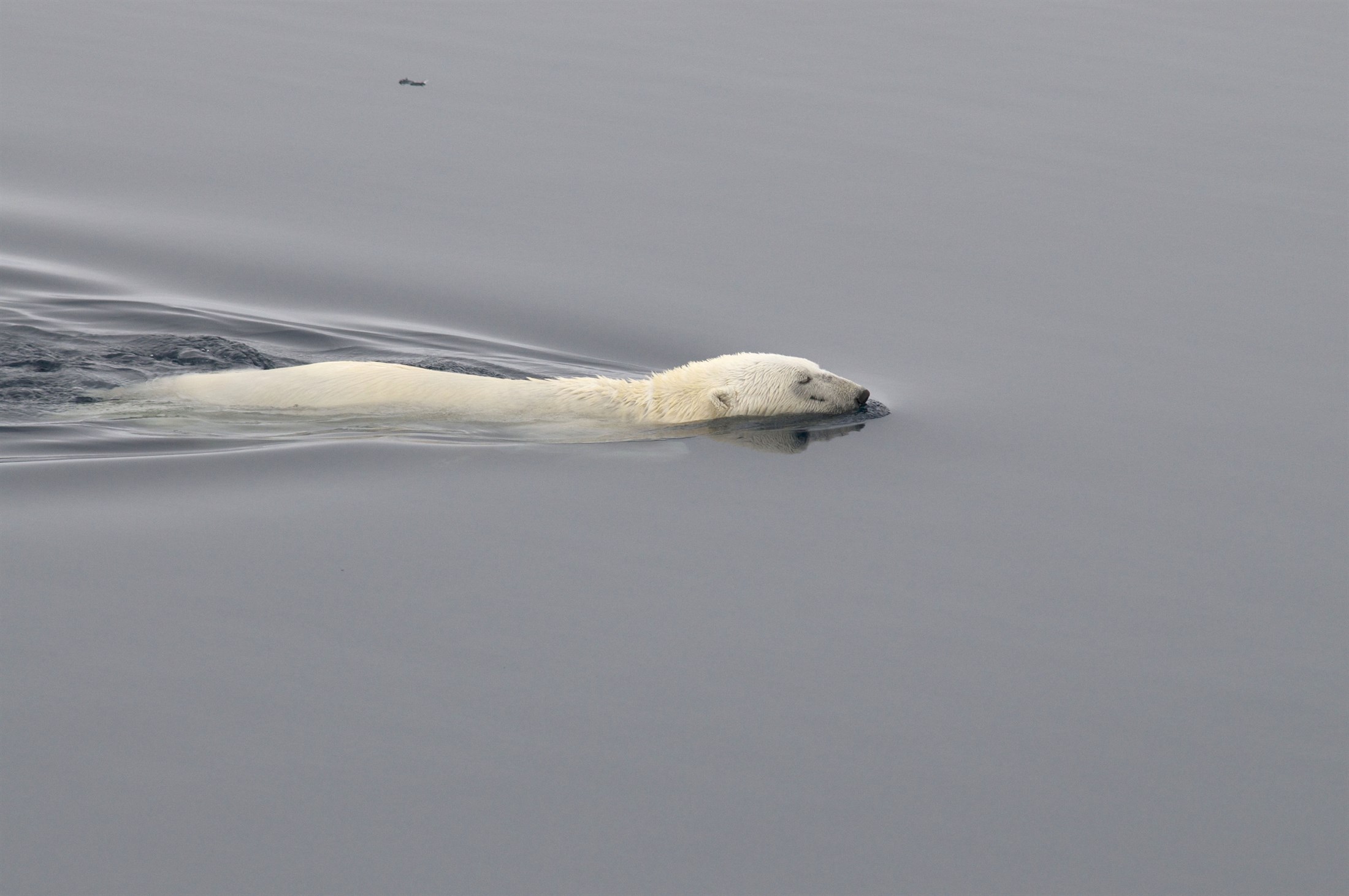 polar-bear-ursus-maritimus-swimming-in-between-pack-ice-north-of-svalbard_f6e0-2200x1461px