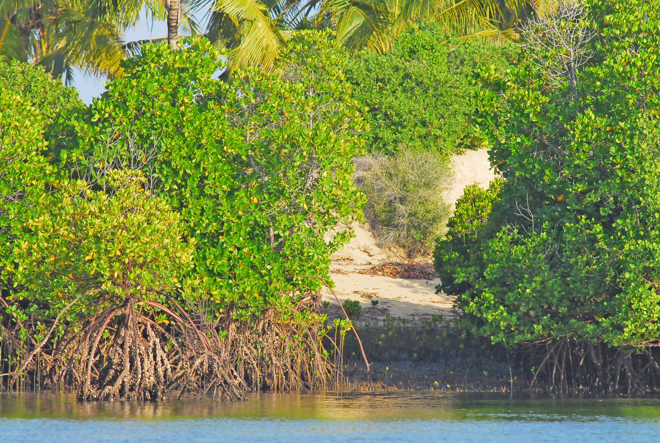 mangroves-in-the-lamu-area-indian-ocean-coast-of-kenya_2ba4-2200x1476px