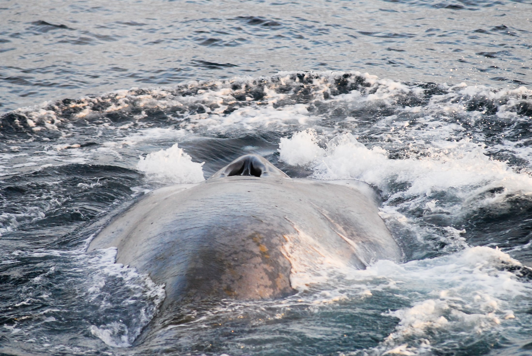 blue-whale-balaenoptera-musculus-svalbard_168d-2200x1472px