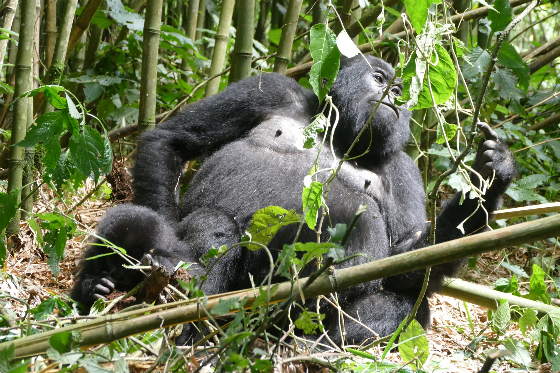 visiting-mountain-gorillas-virunga-national-park-drc_17ea-2200x1466px