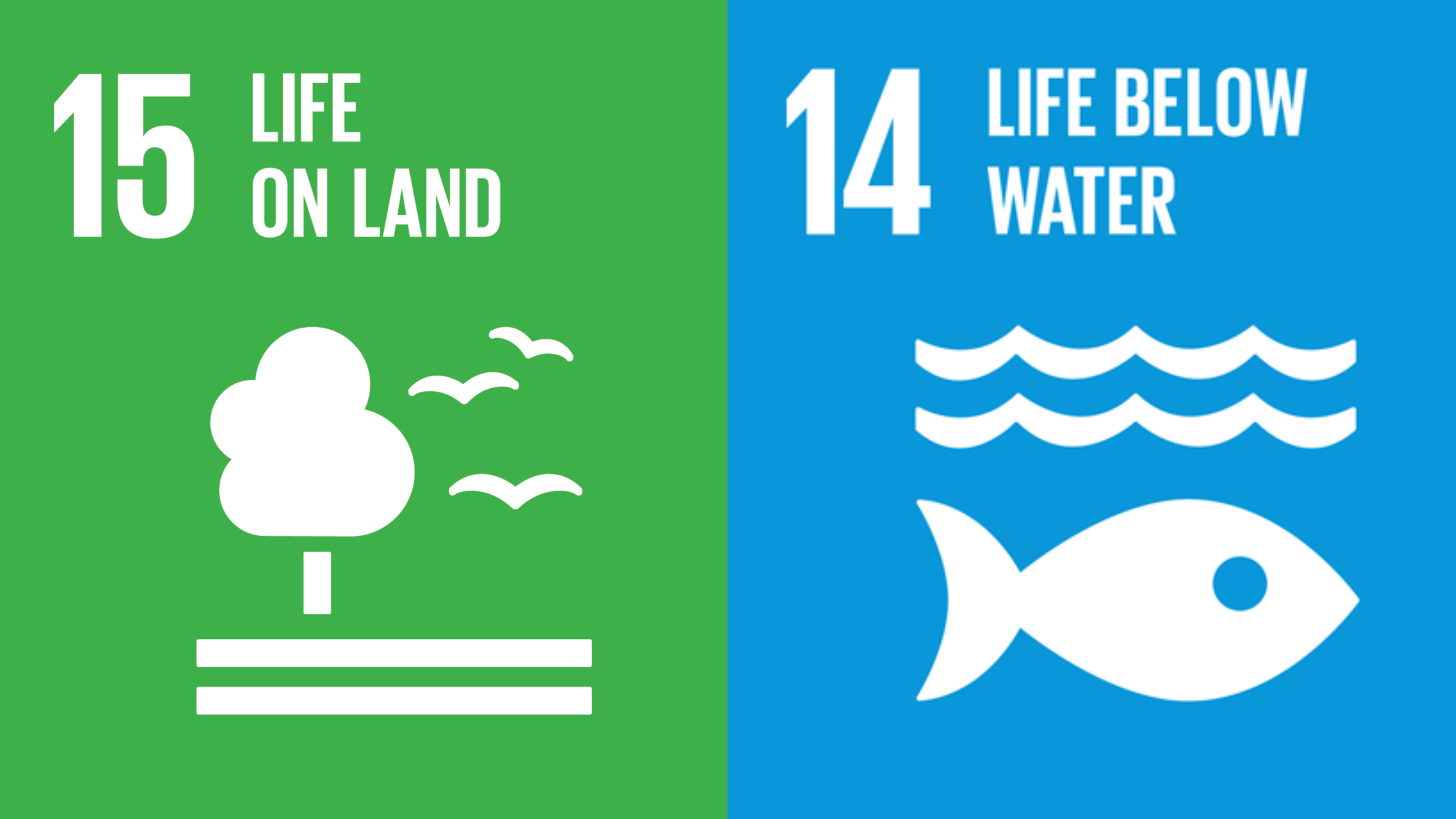 Into the water below. Life below Water. Life below Water цели. Life below Water presentation. SDG Life below Water photo.