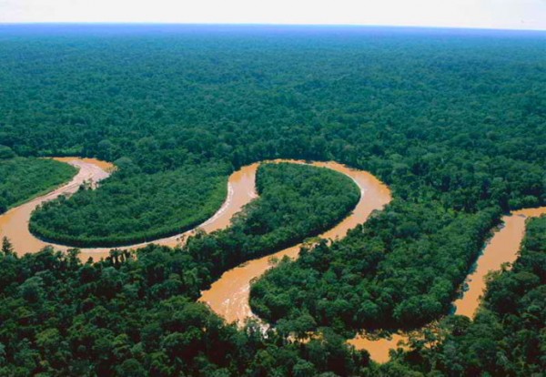 Amazon rainforest 