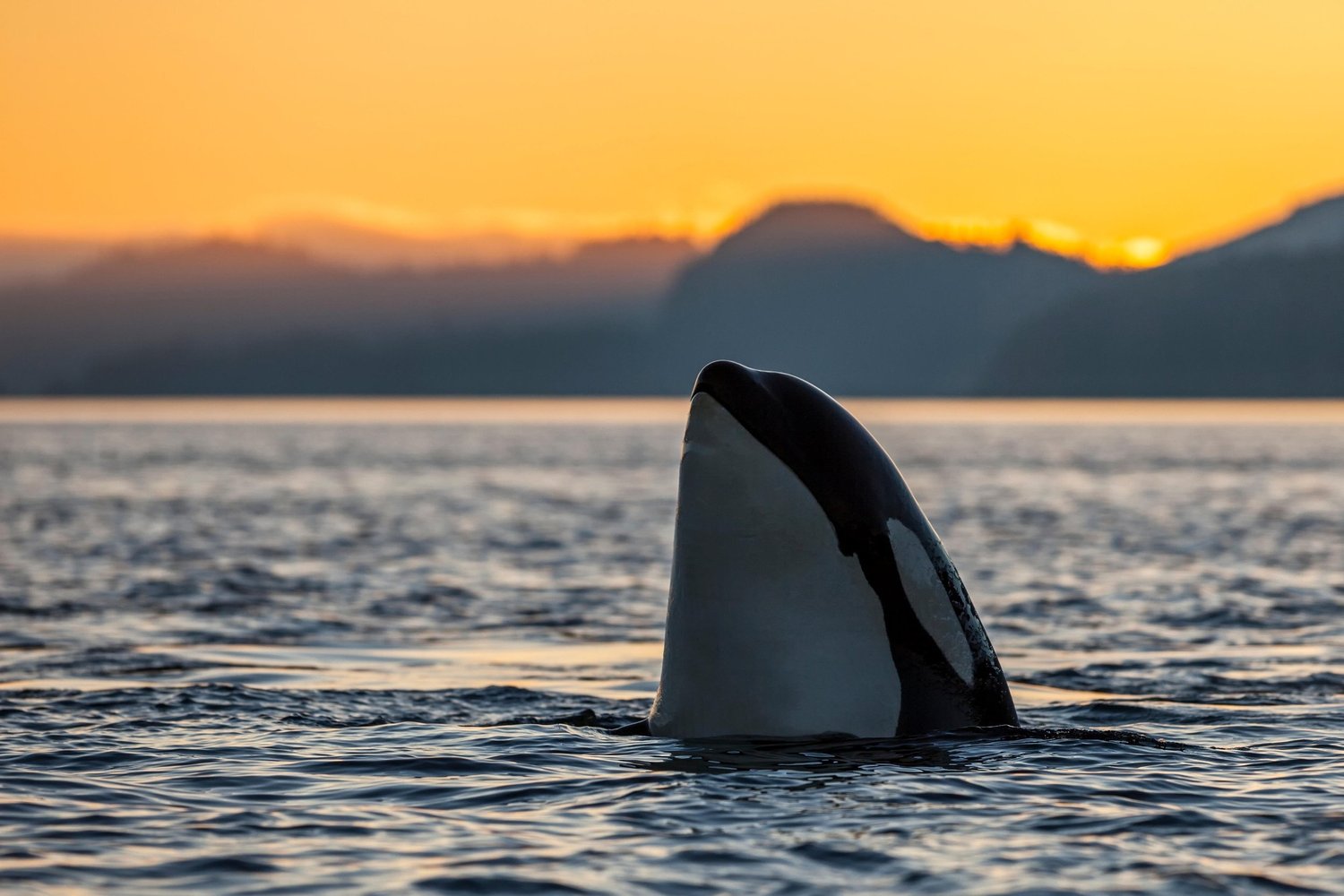 Orca with head out of water in Canada